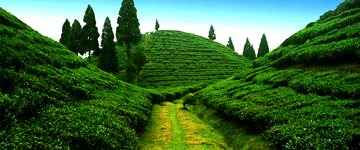 Darjeeling 7N 8D car rental package