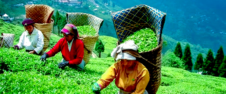 Darjeeling 6N 7D car rental package
