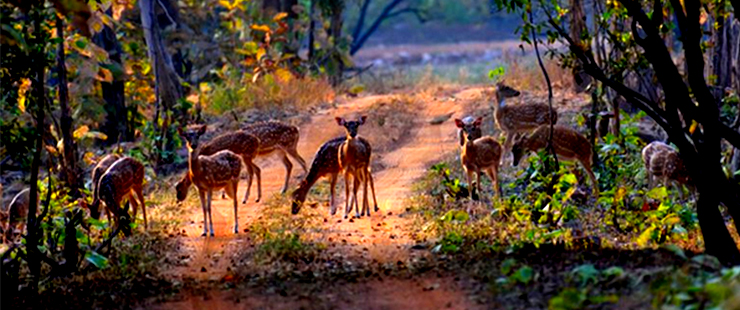 Dooars 2N 3D car rental package from Siliguri