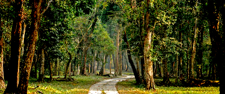 Dooars 4N 5D Jhalong Bindu Samsing car package