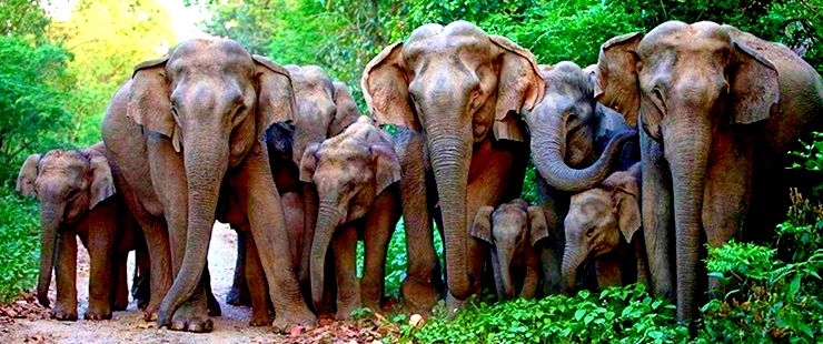 Dooars 5N 6D Jaldapara Madarihat Gorumara tour package
